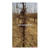 供皂角苗，皂角树