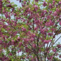 速生槐，紫穗槐，红花槐