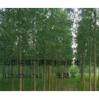 5公分速生杨大量低价优惠供应