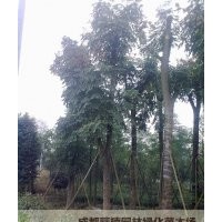 成都栾树基地价格