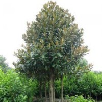 成都广玉兰苗圃基地价格