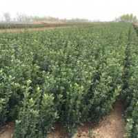 供应冬青，大叶黄杨，北海道，木槿。