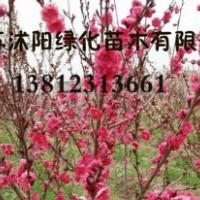 丁香，红瑞木，榆叶梅，红王紫锦带，连翘，迎春