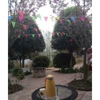 供应四川桂花 四川桂花小苗 四川桂花基地 四川成都桂花 价格便宜