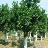 提供湖南18公分全冠香泡树，20公分移植香泡树，20公分香泡树价格