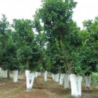 直径30公分湖南精品香泡树，骨架香泡树，大型香泡树