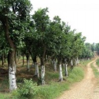 供应胸径18公分香泡树，全冠香泡树，骨架香泡树