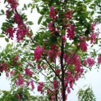 香花槐（3公分-18公分）