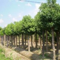 供应移栽截杆香樟树，湖南截杆香樟树基地供