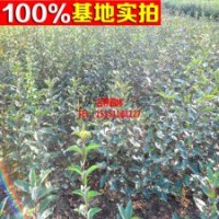 基地常年供应 【甜茶】 生源海棠