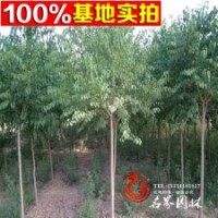 基地常年直销各规格苗木【丝绵木】