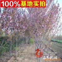 苗圃常年批发各规格各品种【晚樱】