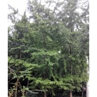 成都熟货银杏，西南银杏基地