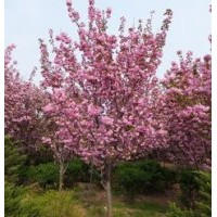 山东青州供应：紫叶李、樱花、海棠、高杆女贞、紫薇、玉兰