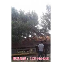 国槐 白蜡 法桐 毛白杨