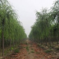 河北凯达苗木低价供应河北垂柳 河北速生柳 河北香花槐 河北金叶