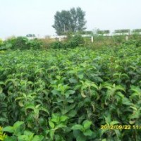 出售各种绿化苗、花灌木