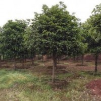 广西融安桂花基地直销地径8-18厘米桂花树