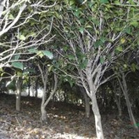 茶花 红色 粉红