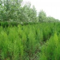 侧柏 侧柏小苗 侧伯容器苗