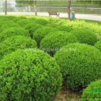 常绿园林苗木小叶黄杨球 瓜子黄杨球绿篱色块专用苗量大批发