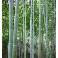 绿化乔木 毛竹 南竹