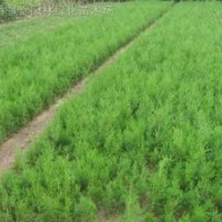 龙柏、爬地柏、侧柏、塔柏、扶芳藤、花柏球