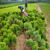 色块球类植物-洒金柏球.洒金柏小苗剑麻、红叶女贞、水腊、蔷薇