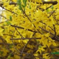 红叶女贞、水腊、蔷薇、迎春、连翘、金丝桃、海桐、石榴