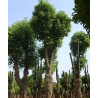 供应湖南25公分骨架香樟树，移栽多杆香樟树，湖南香樟基地