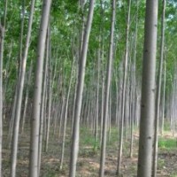 小叶白蜡，金叶白蜡，白蜡小苗