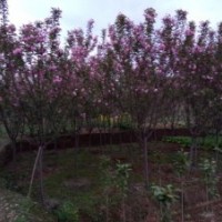 成都蜀诚园林供应四川高杆樱花，成都高杆樱花，四川红叶樱花