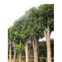 供应20公分野生栾树，直径22cm骨架栾树，最新栾树价格