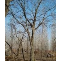 精品20公分黄连木价格 安徽黄连木基地