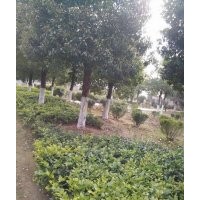 供应各种绿化苗木