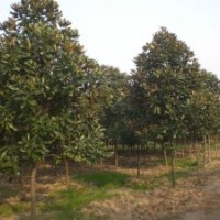 常年出售香樟，广玉兰，大叶女贞等各种绿化苗木