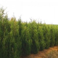 因占地个人低价出售两米至三米满冠侩柏