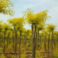 金叶槐（4公分-12公分）