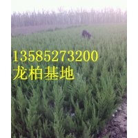 龙柏价格报价/产地龙柏批发价格报价