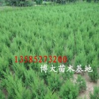 蜀桧价格报价/江苏产地蜀桧批发价格报价