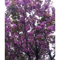 四川高杆樱花，四川蜀诚园林提供