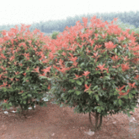 精品1米2米3米红叶石楠球价格 3公分高杆红叶石楠价格