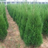 供应河南桧，蜀桧，龙柏，潢川花木基地