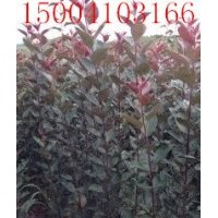 紫罗兰海棠@紫罗兰海棠苗