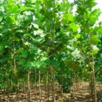 7月份山东地区绿化苗木--法桐最新价格