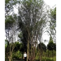 成都精品茶条槭，西南茶条槭基地