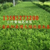 瓜子黄杨价格报价/江苏产地瓜子黄杨价格报价