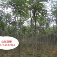 出售椿树 臭椿 500亩2到8公分椿树价格