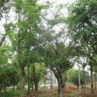 本公司长期大量供应朴树，质优价廉！