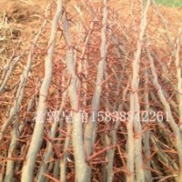 皂角树苗 农户直供